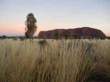 A shot of Uluru showing the blue pink yellow stripes of colour in the early-morning sky. A tree stands to the left of Uluru and the yellow grass is long.