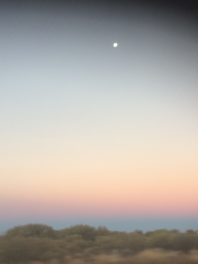 Sunset over scrubland, creating a layered effect of blue, pink and orange-yellow stripes on the sky's horizon. The half-moon is bright and small high in the darkening sky above.