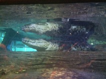 A crocodile lies menacingly in the water, viewed from the side of the tank.