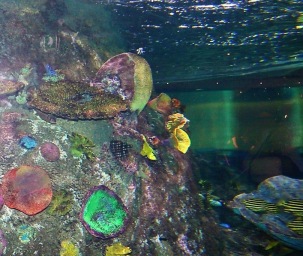 To the left of the pic is a mound of colourful coral and underwater plant-life in shades of green, red, brown, purple, yellow and blue. The top of the tank and water-level is visible on the right, with light filtering down.