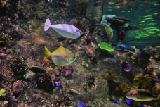 A yellow fish and a purply-white fish swim through the water past coral, with other blue-and-yellow Dory fish and brown fish nearby