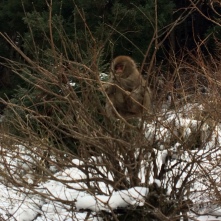 A brown macaque sitting in a bare brown shrub. There is snow on the ground and greenery behind