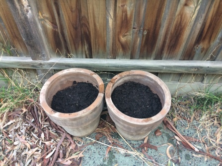 Picture is of two large brown clay pots with black soil in them. The pots are sitting on concrete, against a brown wooden fence. Wisps of grass and leaf litter surround the pots